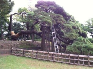 300 year-old Pine